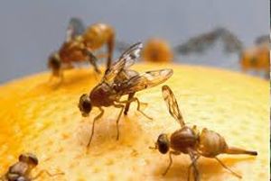 uploads/images/pest/pumkin fruit fly.jpg